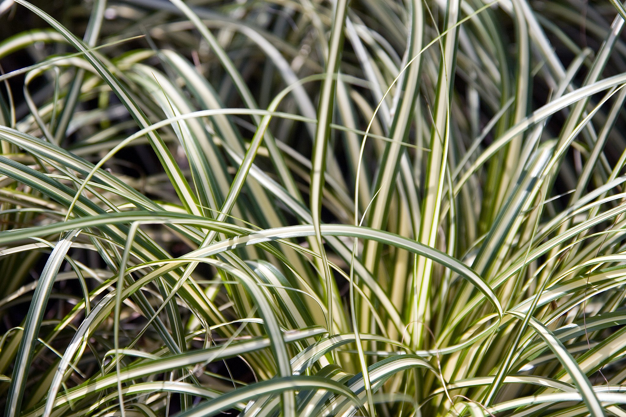 Carex EverColor series (Carex oshimensis): cultivation