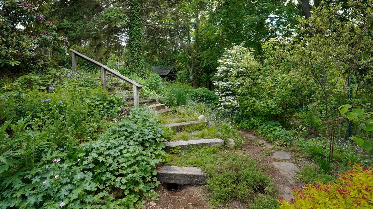Cultivate biodiversity, forget the lawn