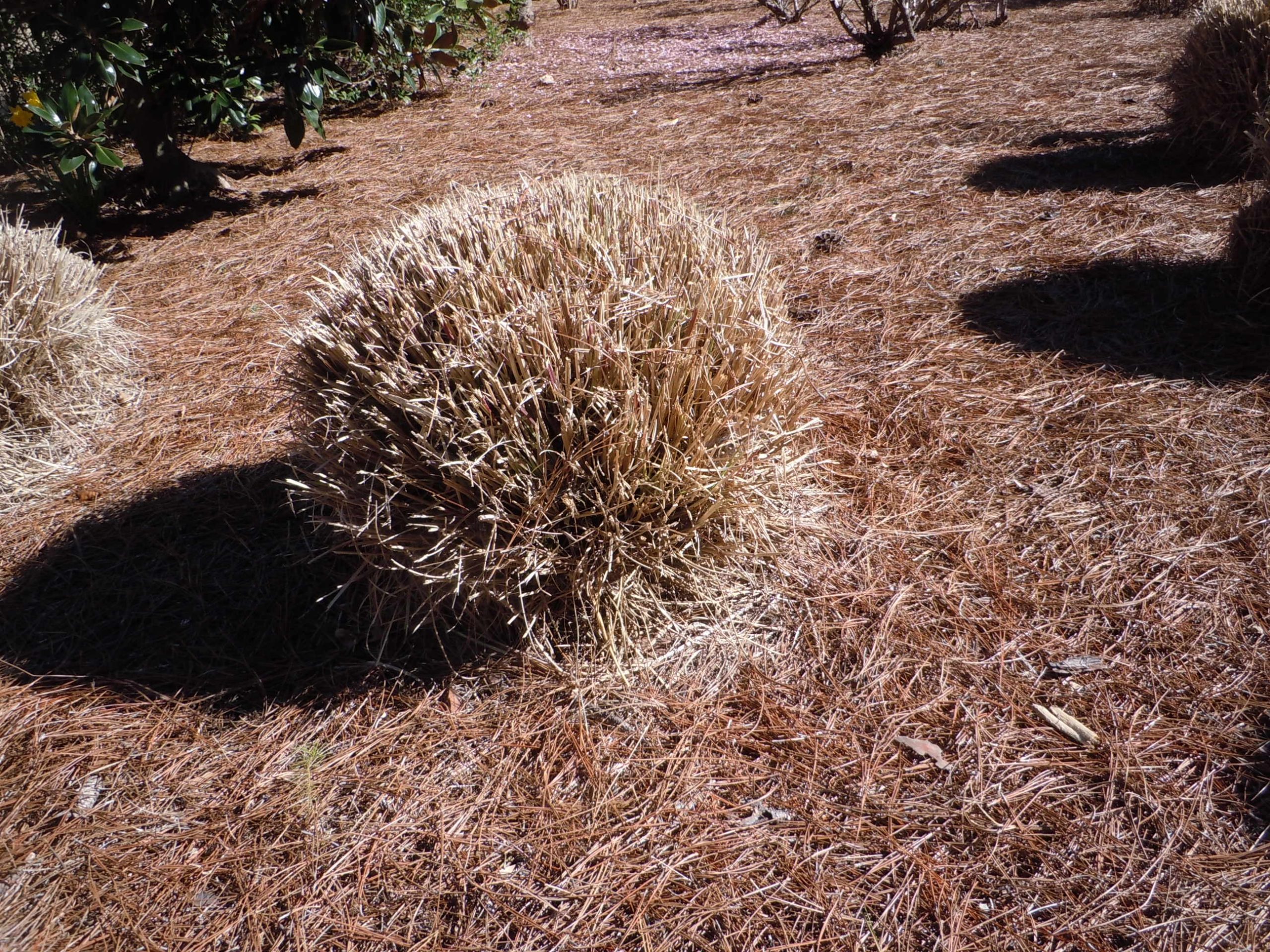 Pruning grasses at the end of winter