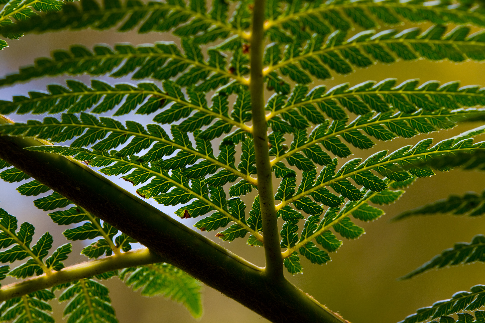 Tree fern (Dicksonia antartica)