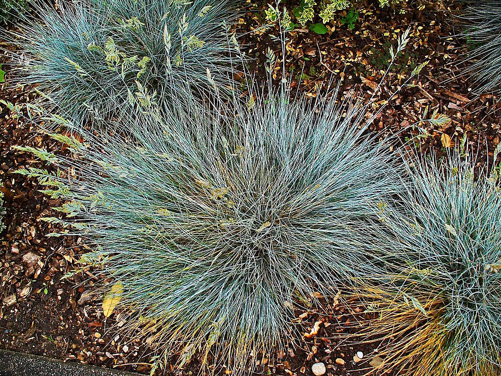 Plant blue fescue