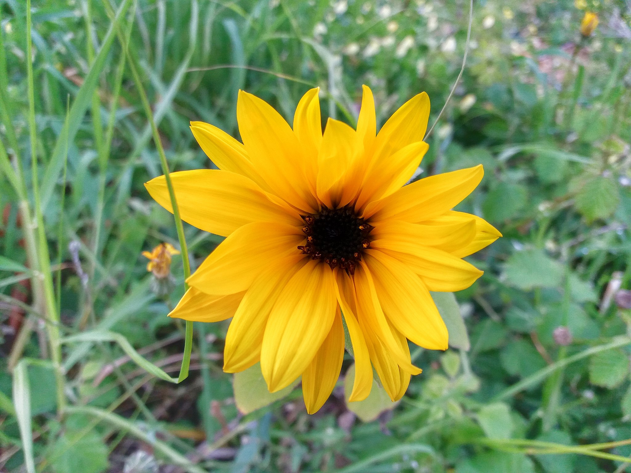 How To Treat Flowers Naturally!