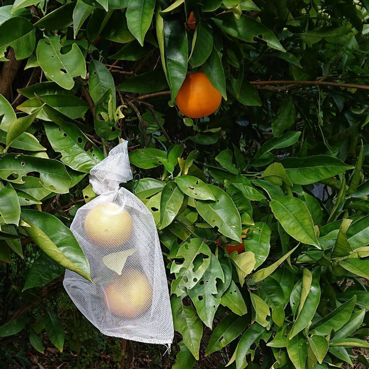 Harvest the fruits later in the season