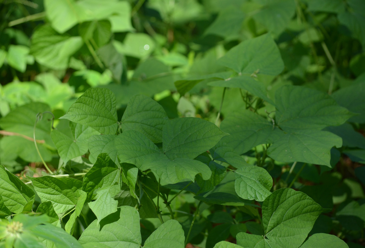 Why do green manures turn white? Explanations
