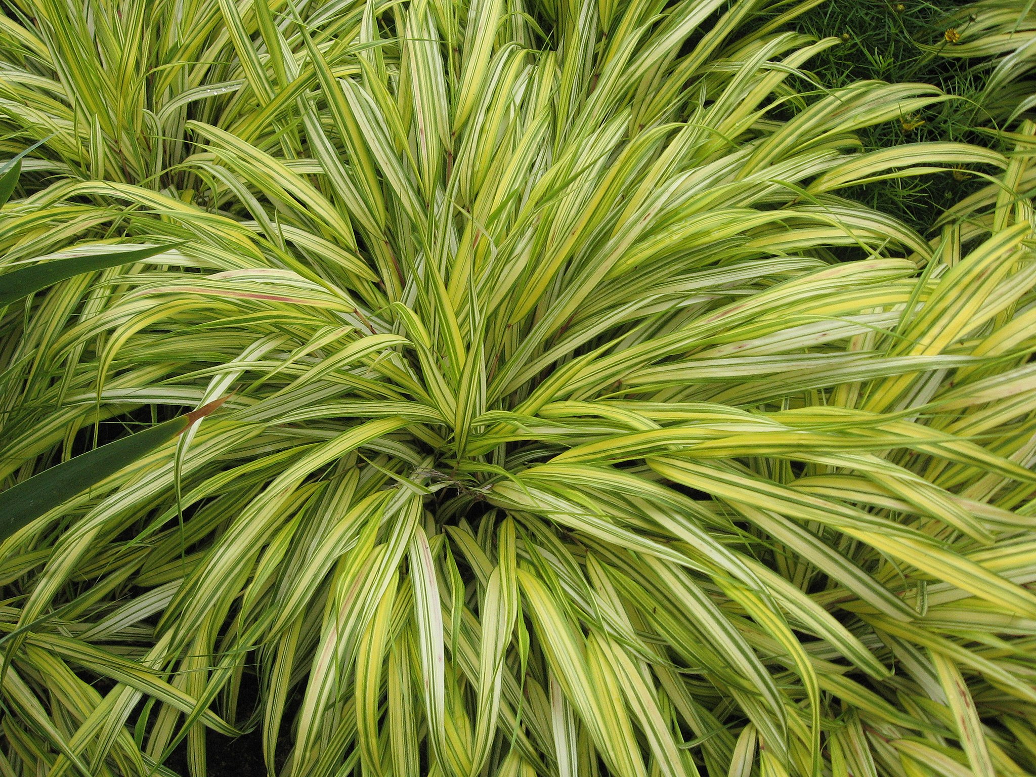 Hakonechloa (Hakonechloa macra)