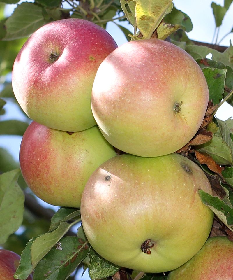 The McIntosh apple