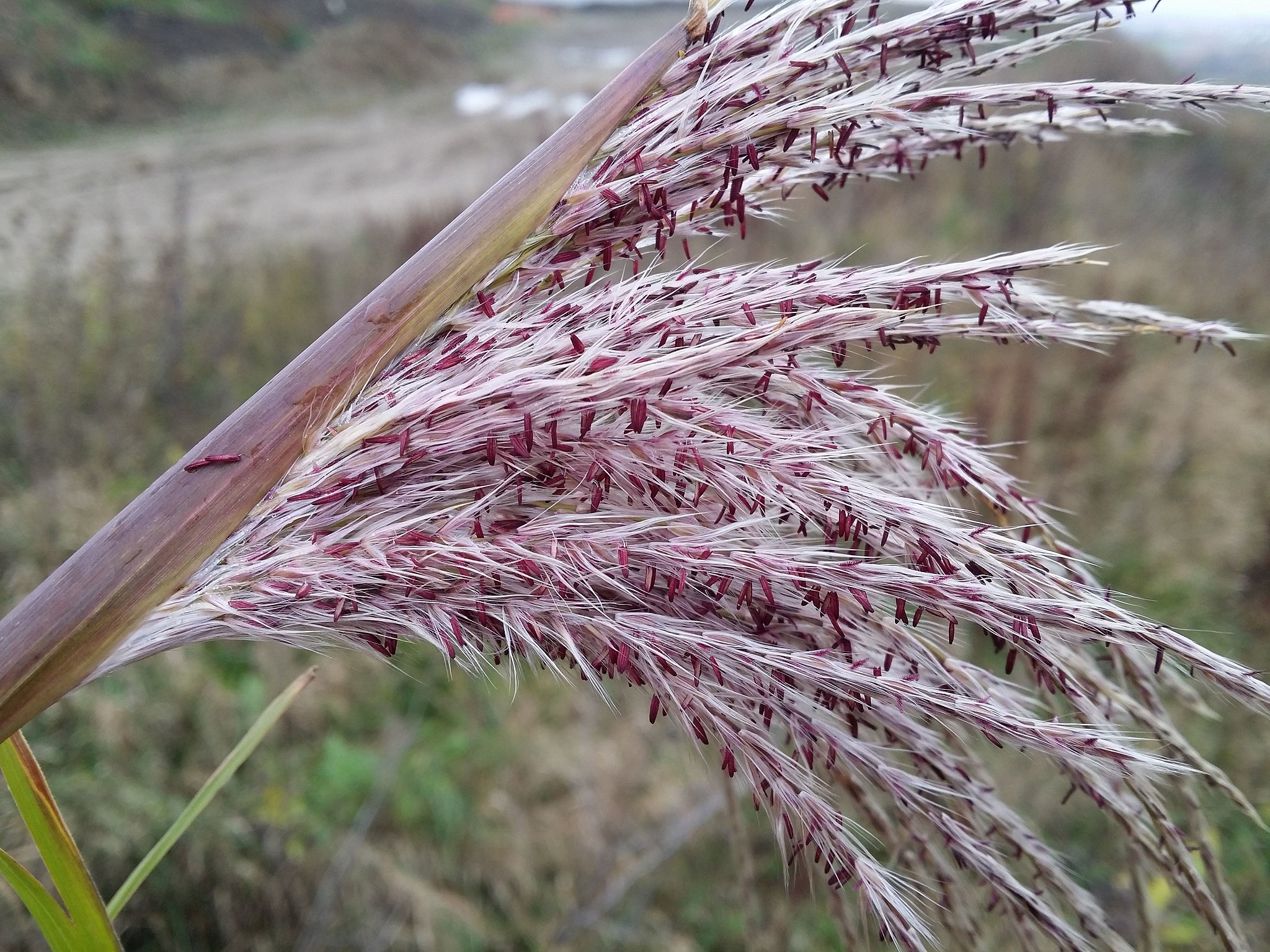 Miscanthus (Miscanthus sinensis)
