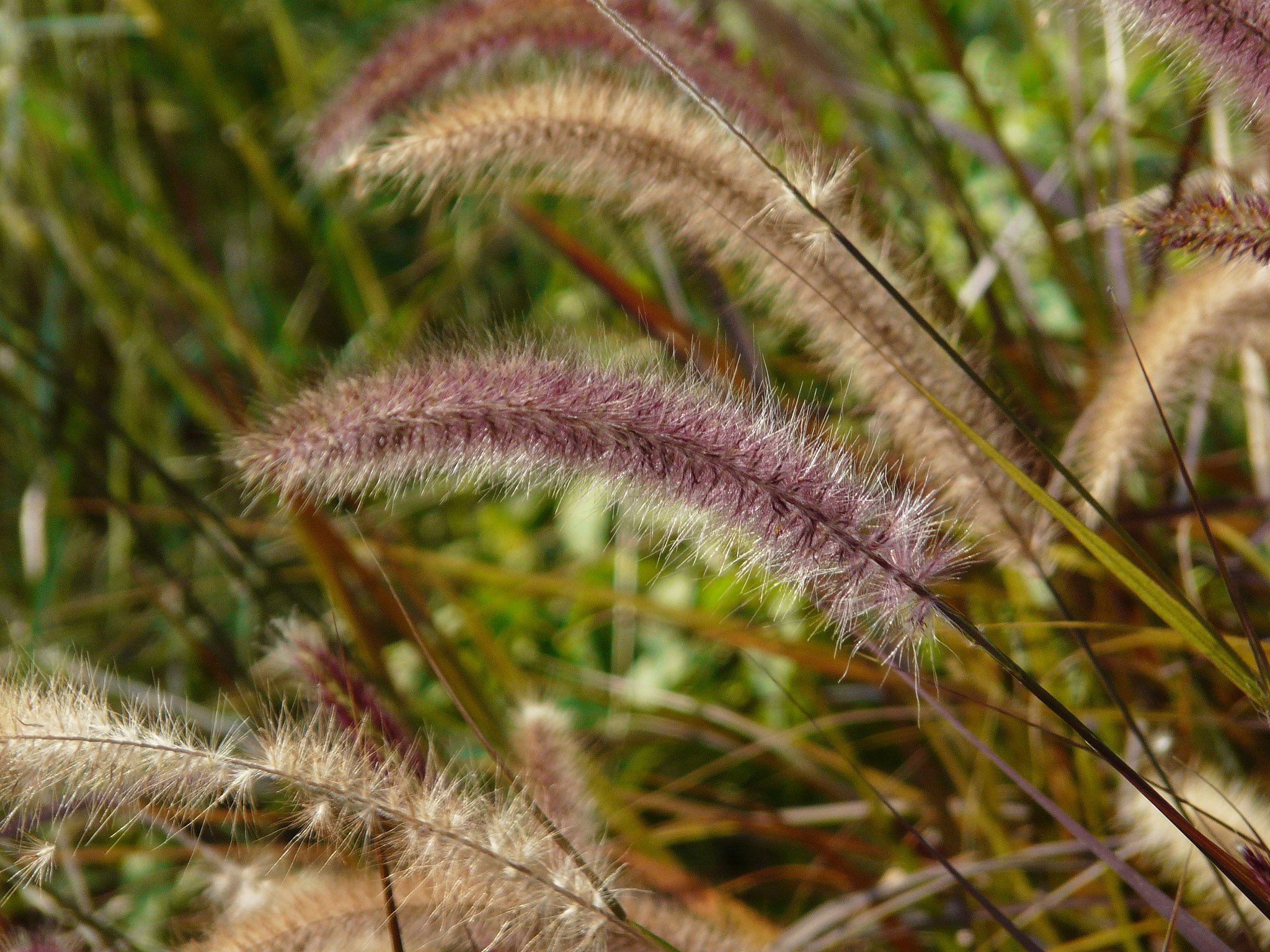 Successful cultivation of ornamental grasses