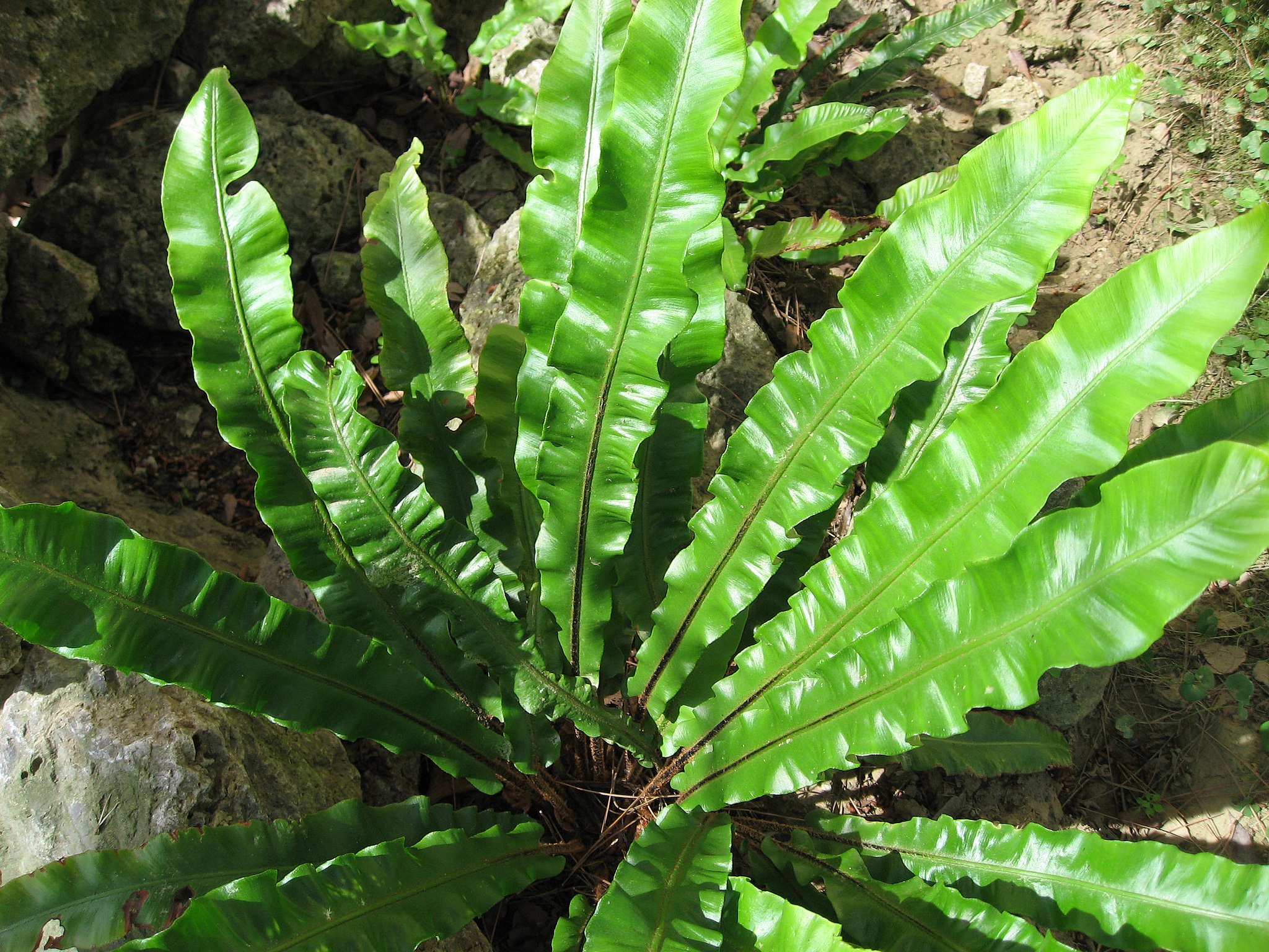 3 evergreen ferns for the winter