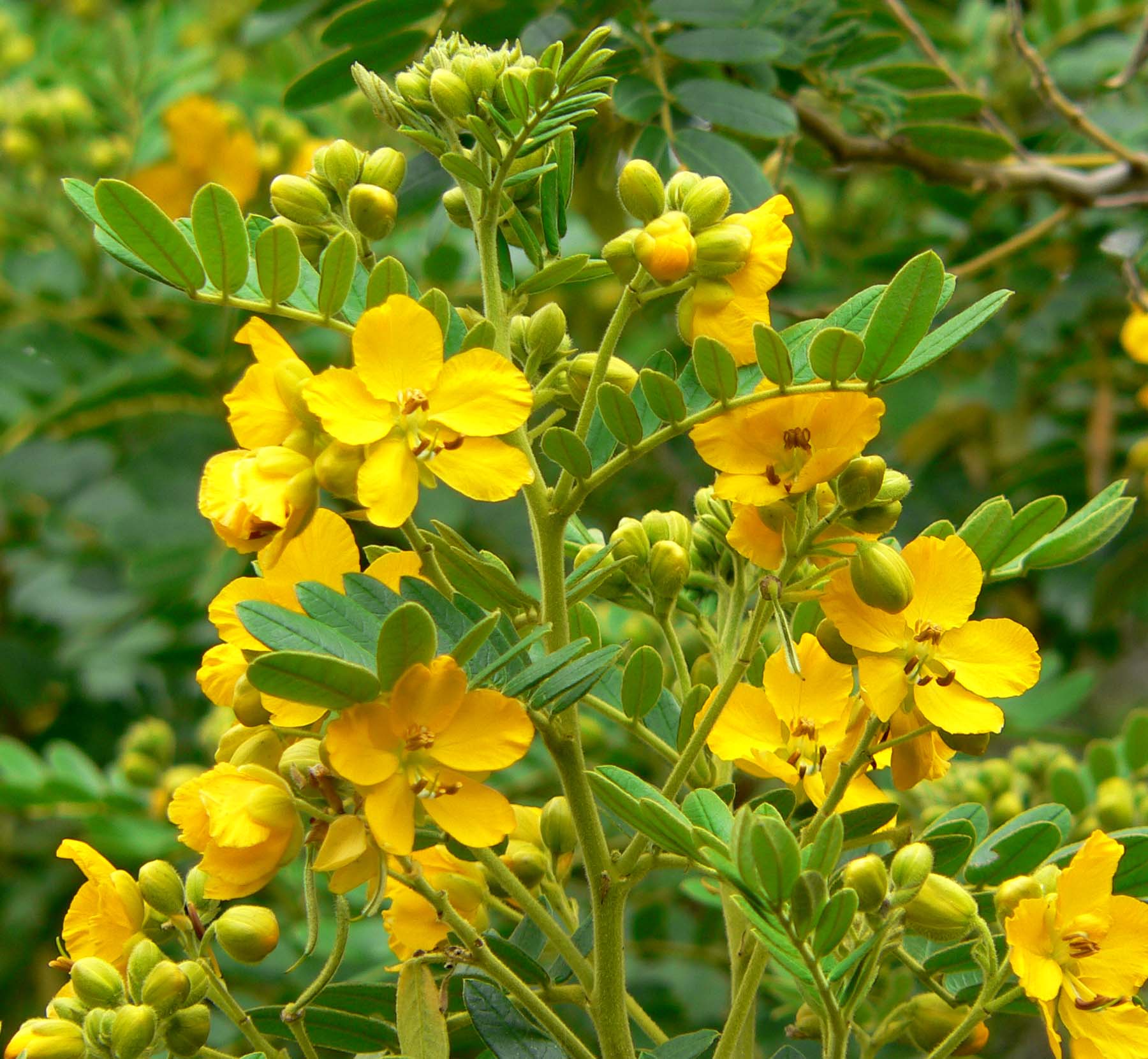 Install a border of yellow perennials: step by step