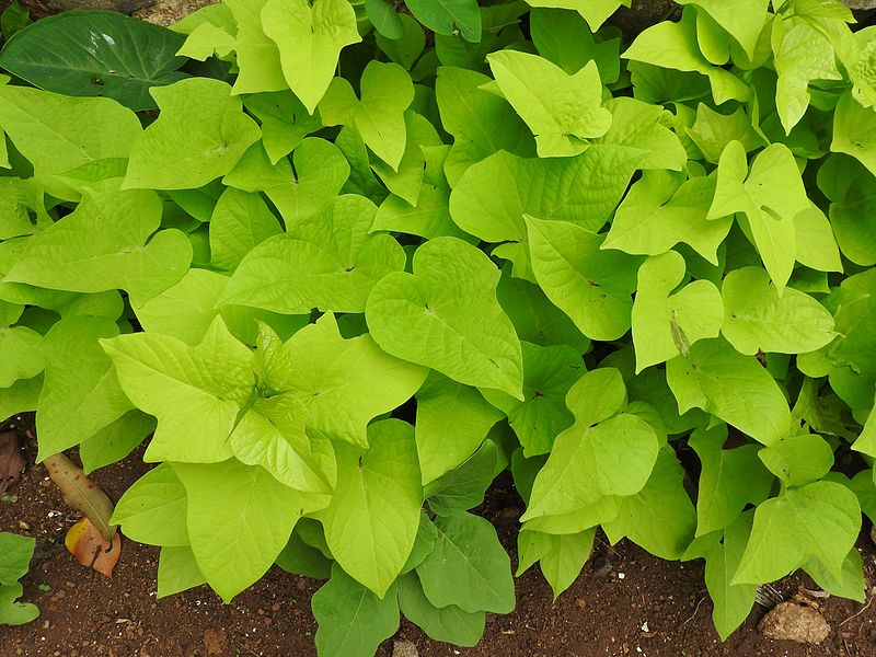 Choosing and planting the ornamental sweet potato