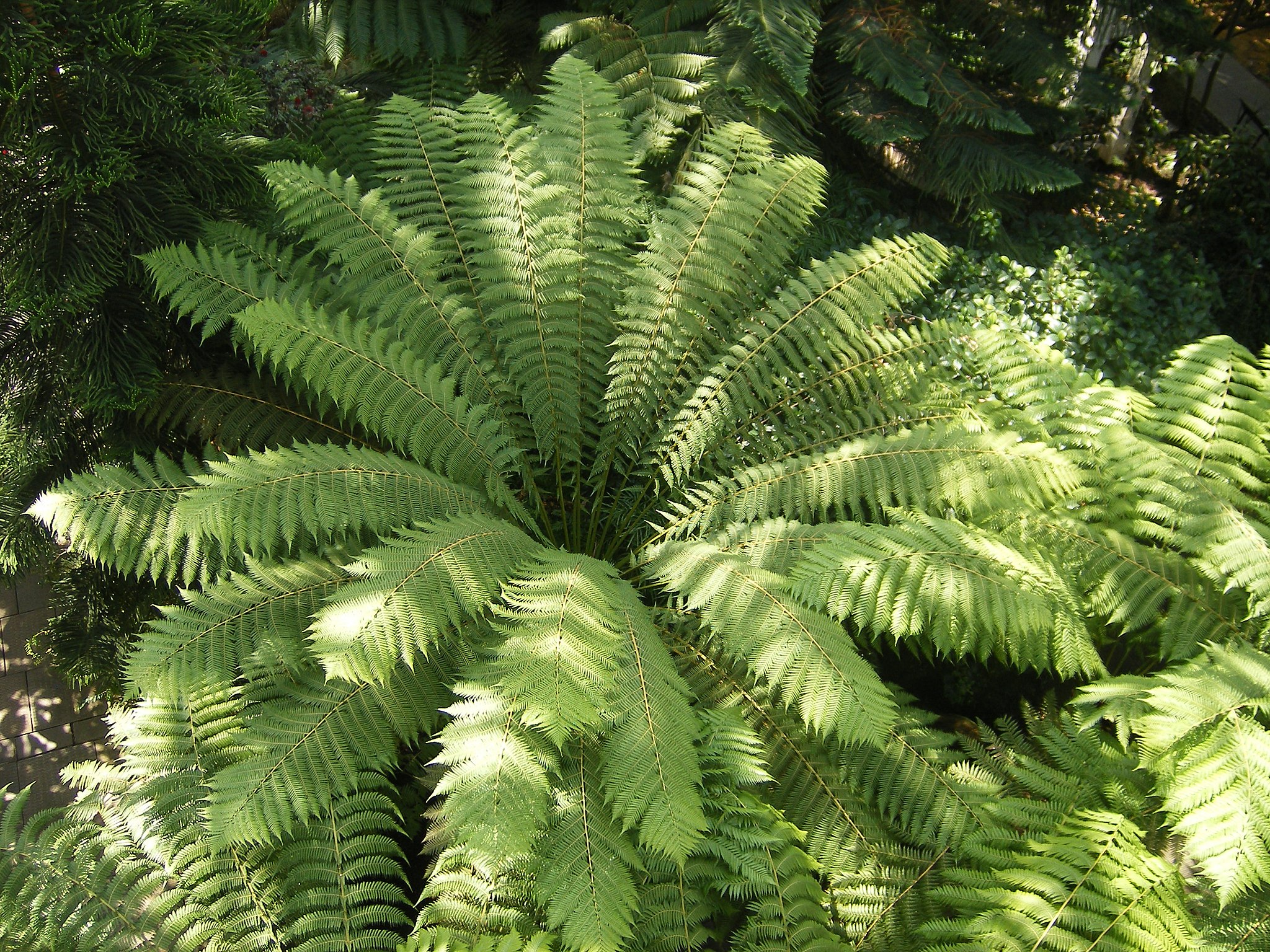 How to grow fern according to the variety