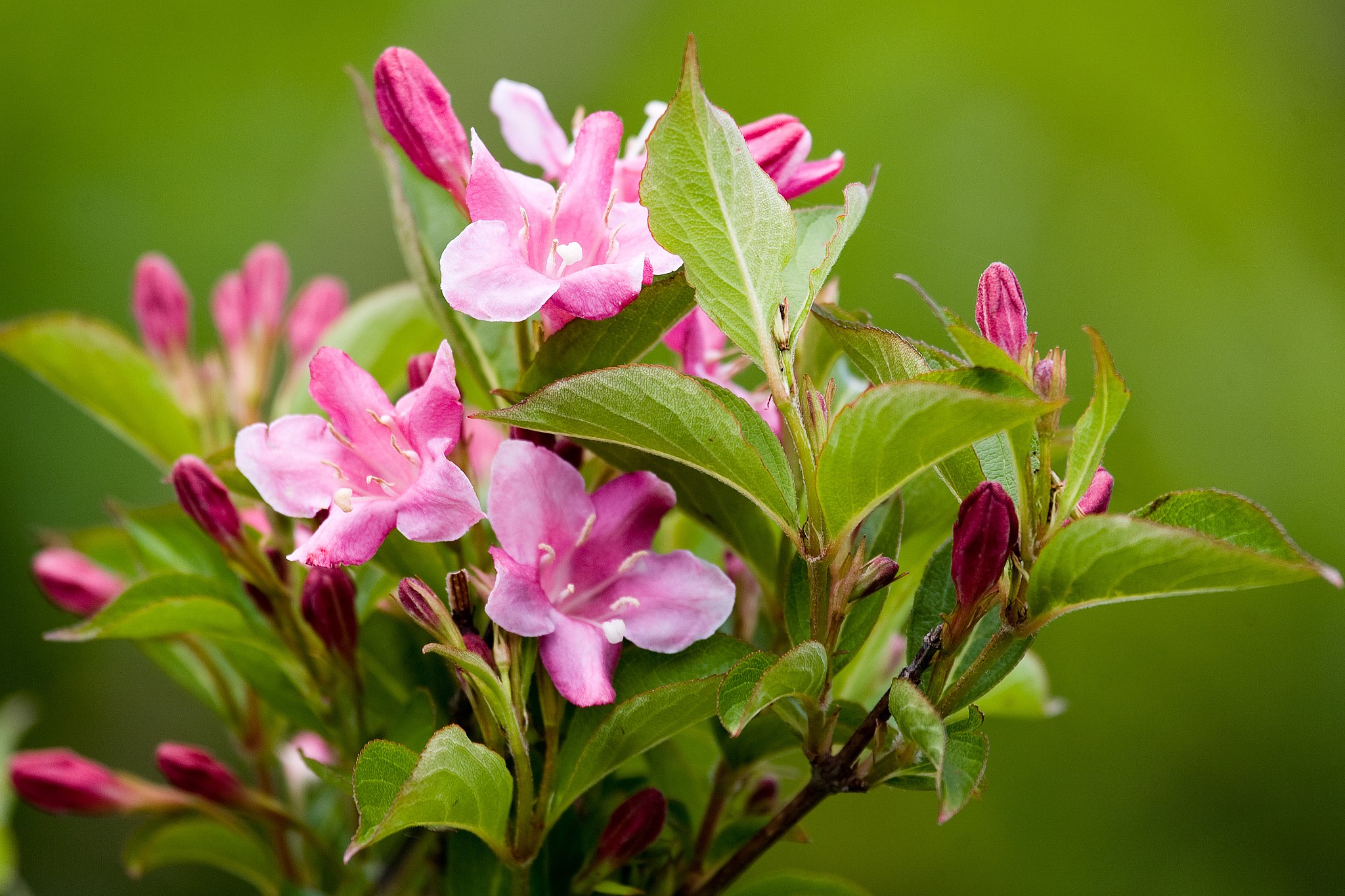 Water the weigelia