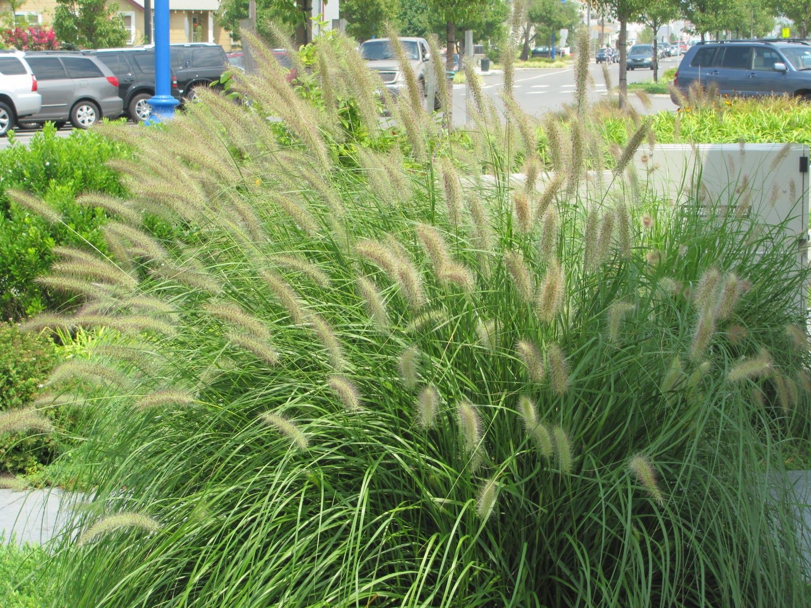 Multiply a large grass by division