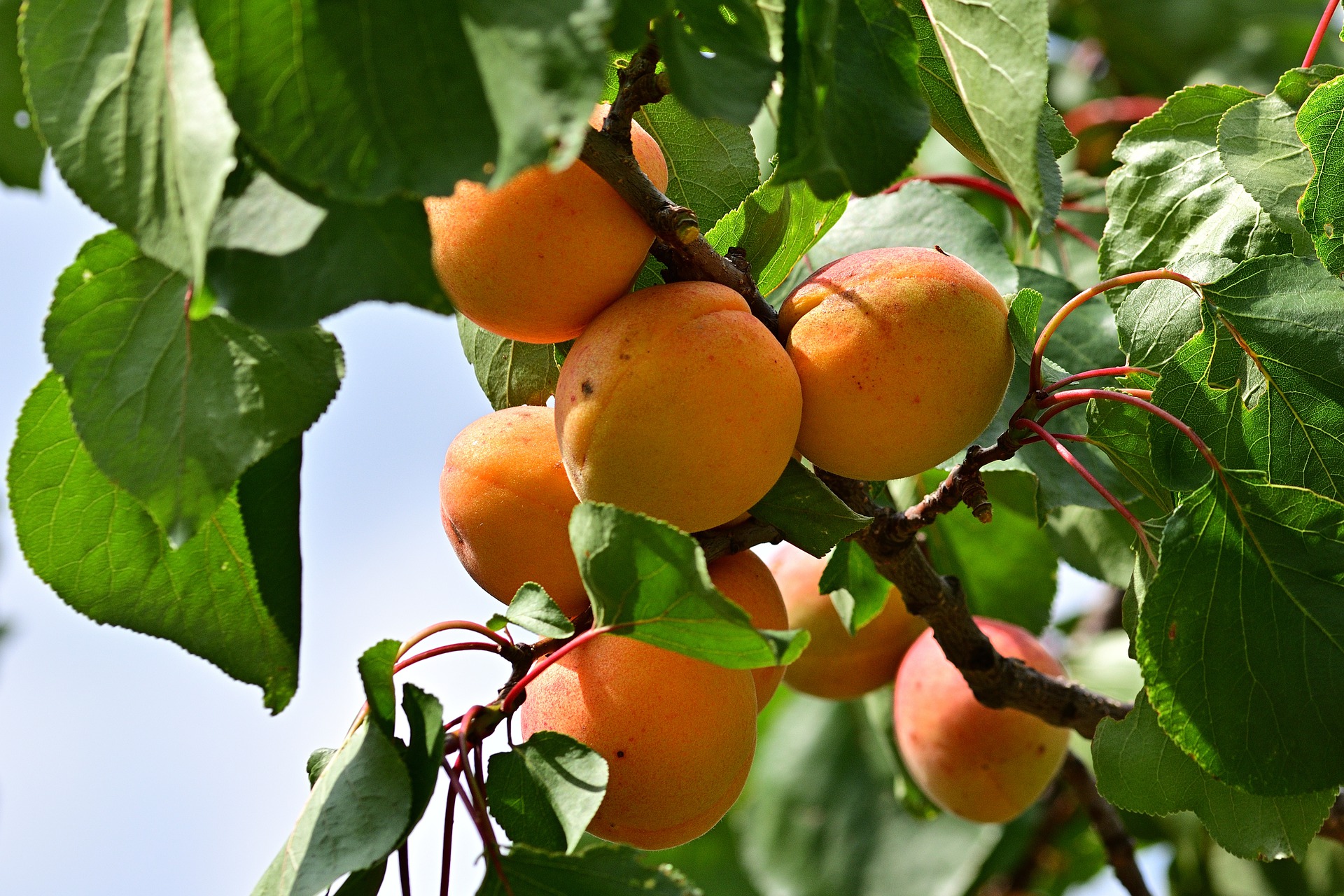 What to do in July in the garden in a Mediterranean climate?