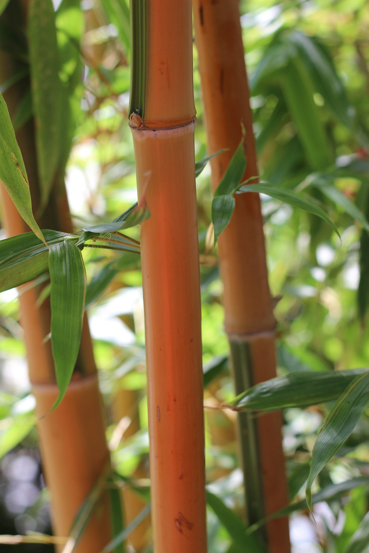How to cultivate bamboos according to their varieties?