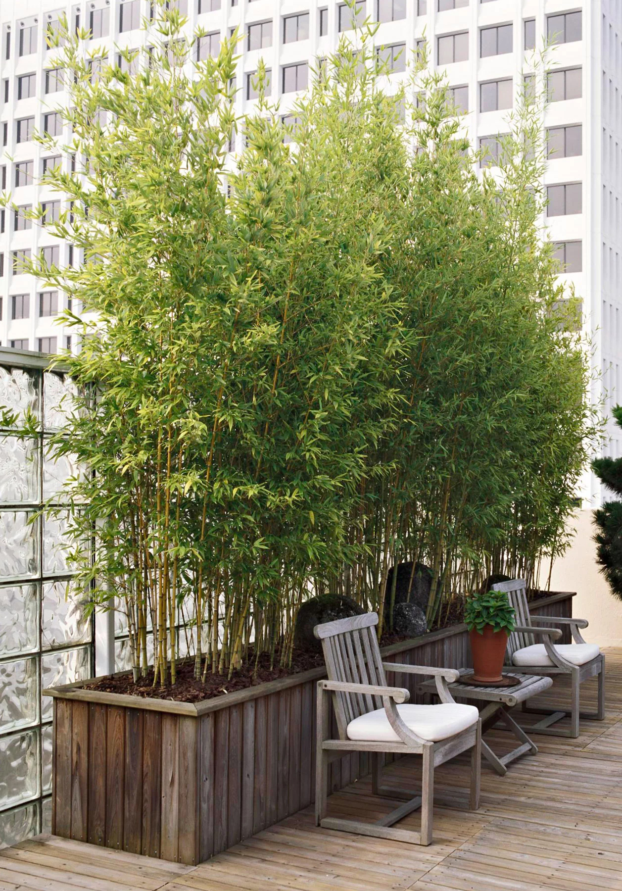 How to maintain and care for a potted bamboo
