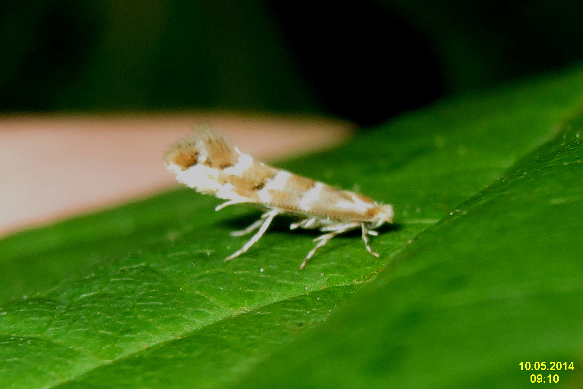 Fight against chestnut leaf miner