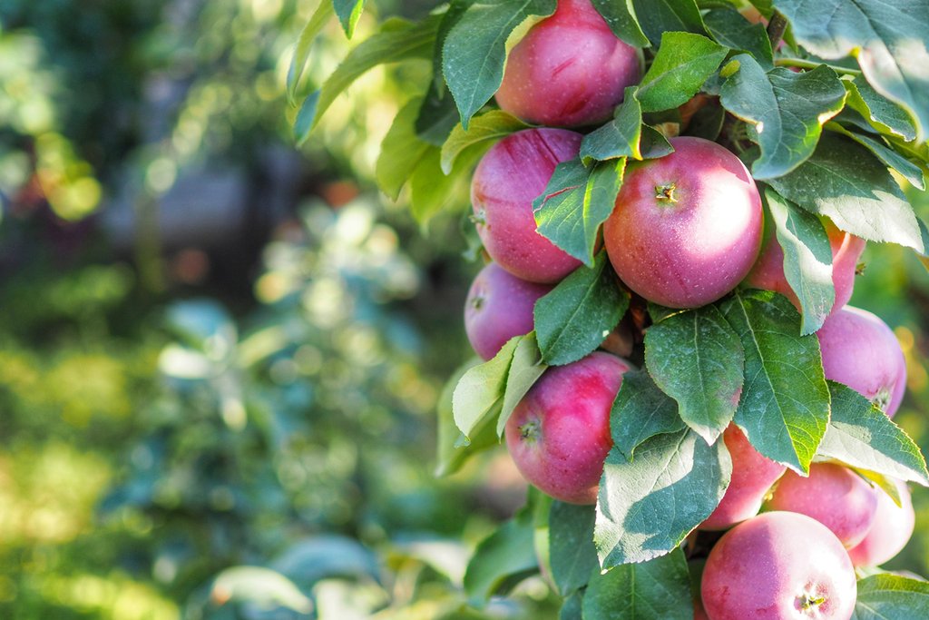 Five columns in the spotlight on apple trees