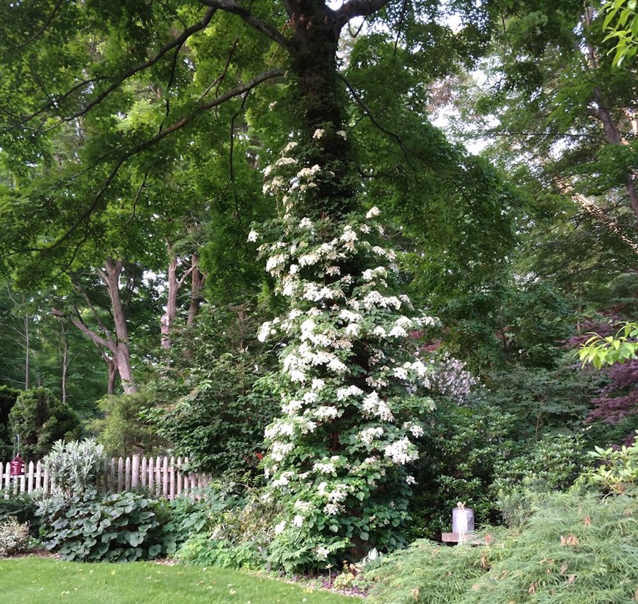 Redoux in winter, no rush in the garden