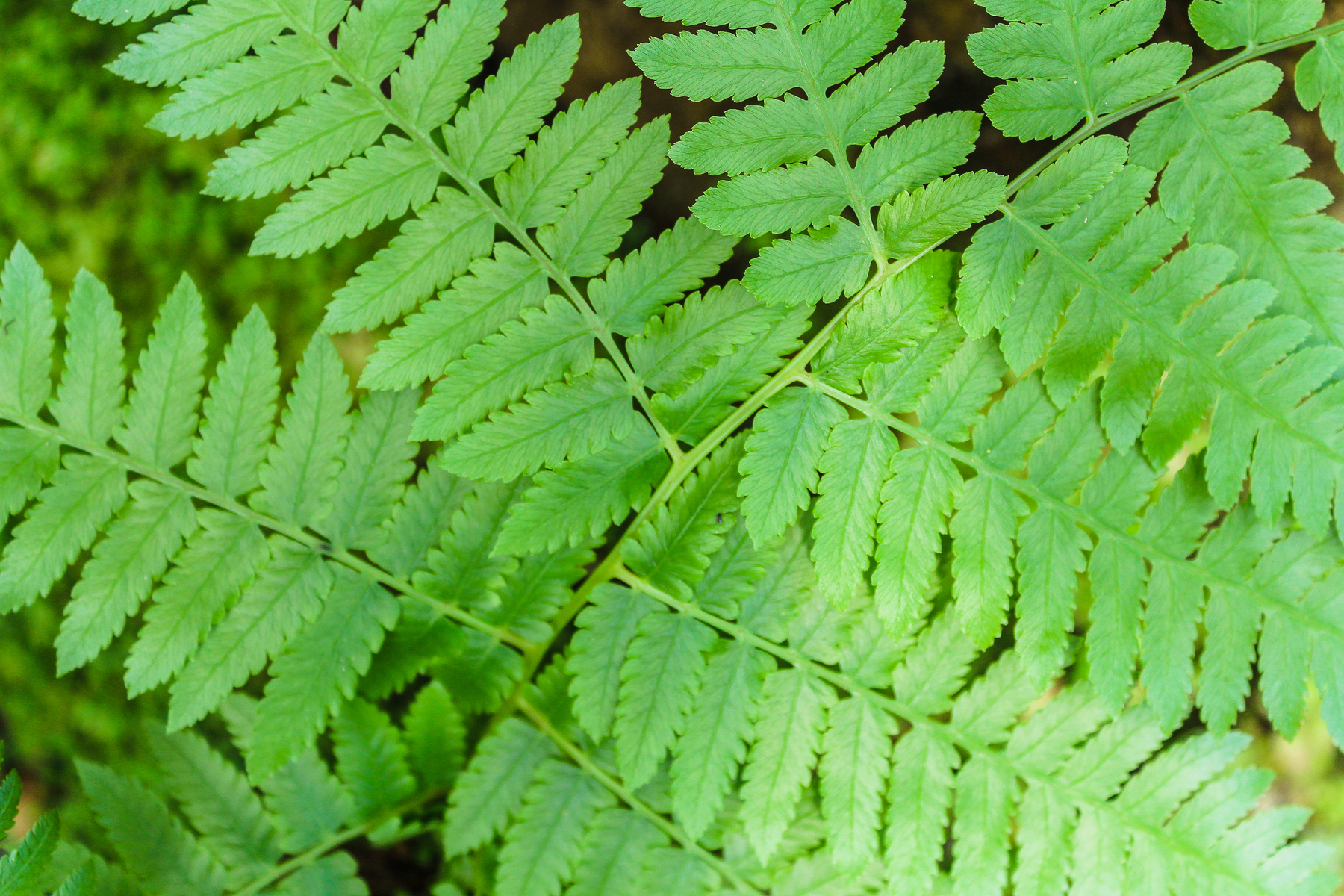 Fern cultivation and maintenance sheet