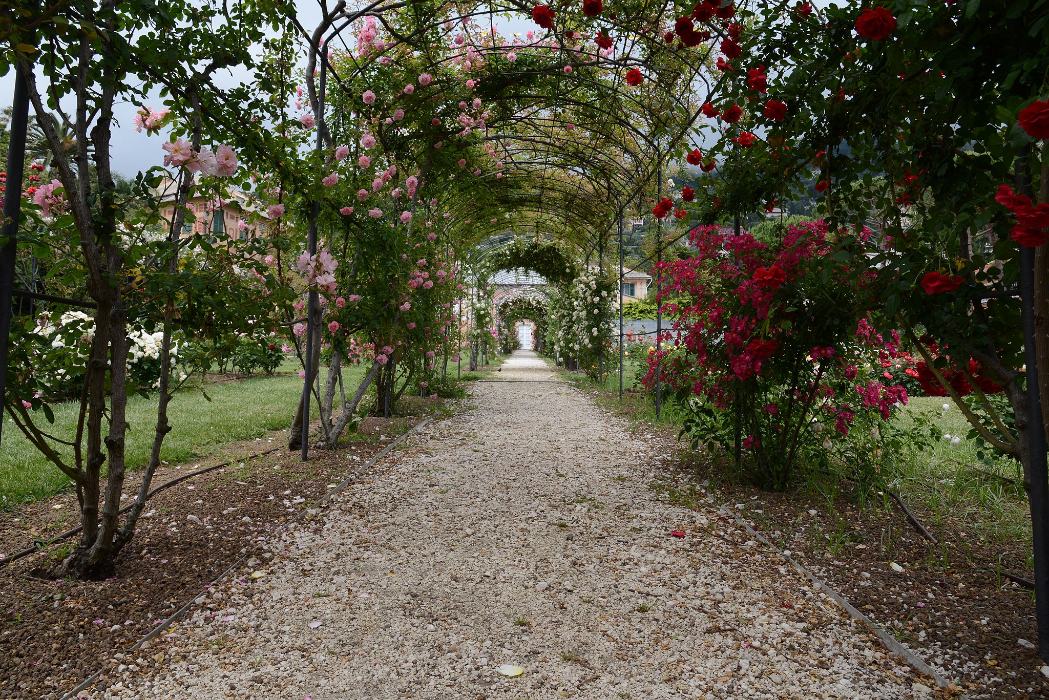 Spring too cool: a persistent cold in the garden