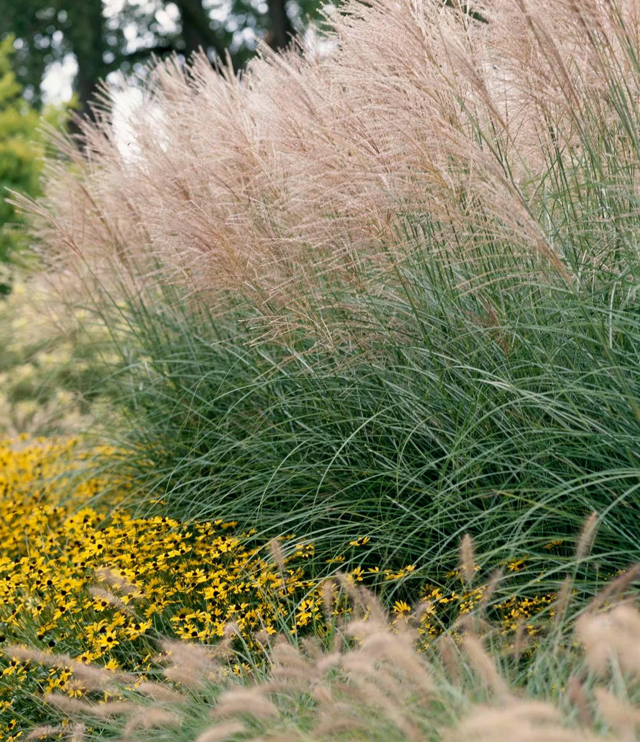 Choosing and planting grasses to create a massive
