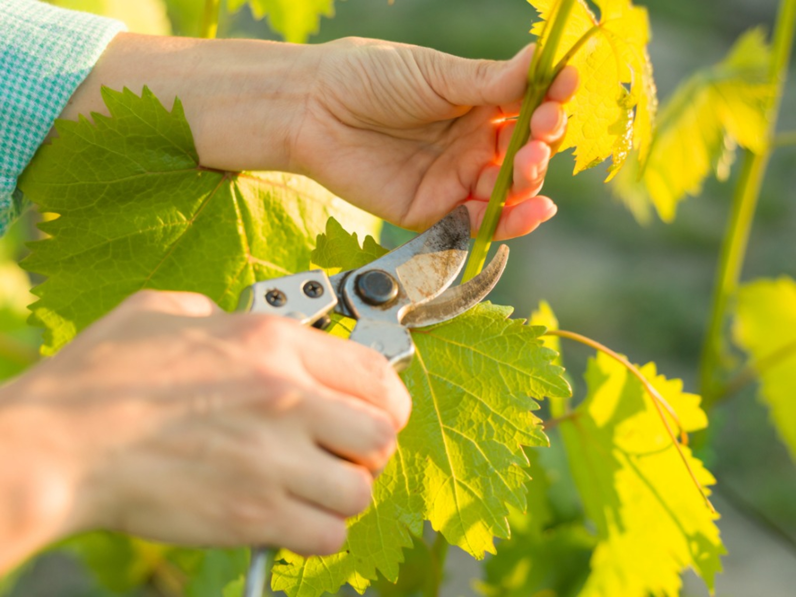 What to do in July in the garden in a mountain climate?