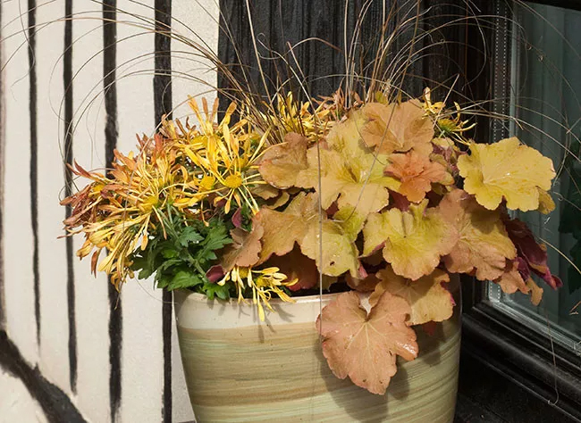 A red pot like autumn