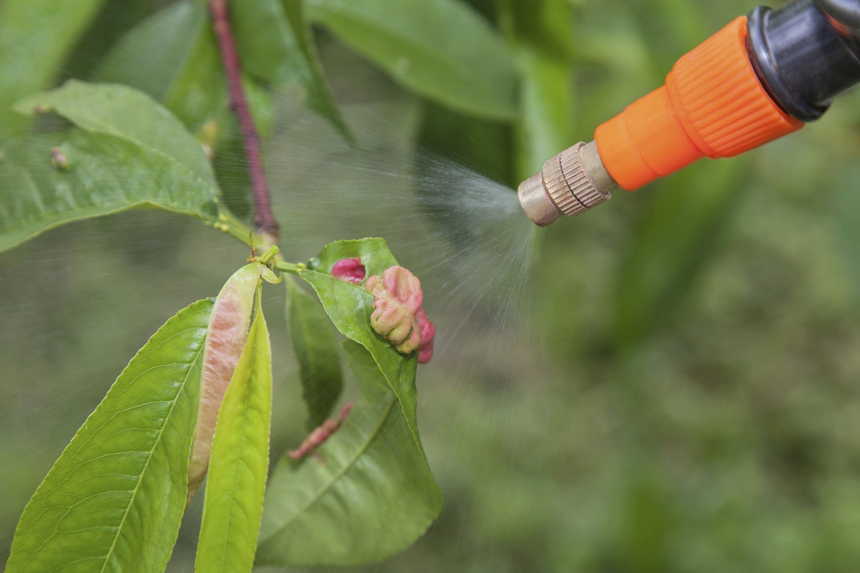 Treat trees and shrubs naturally in winter