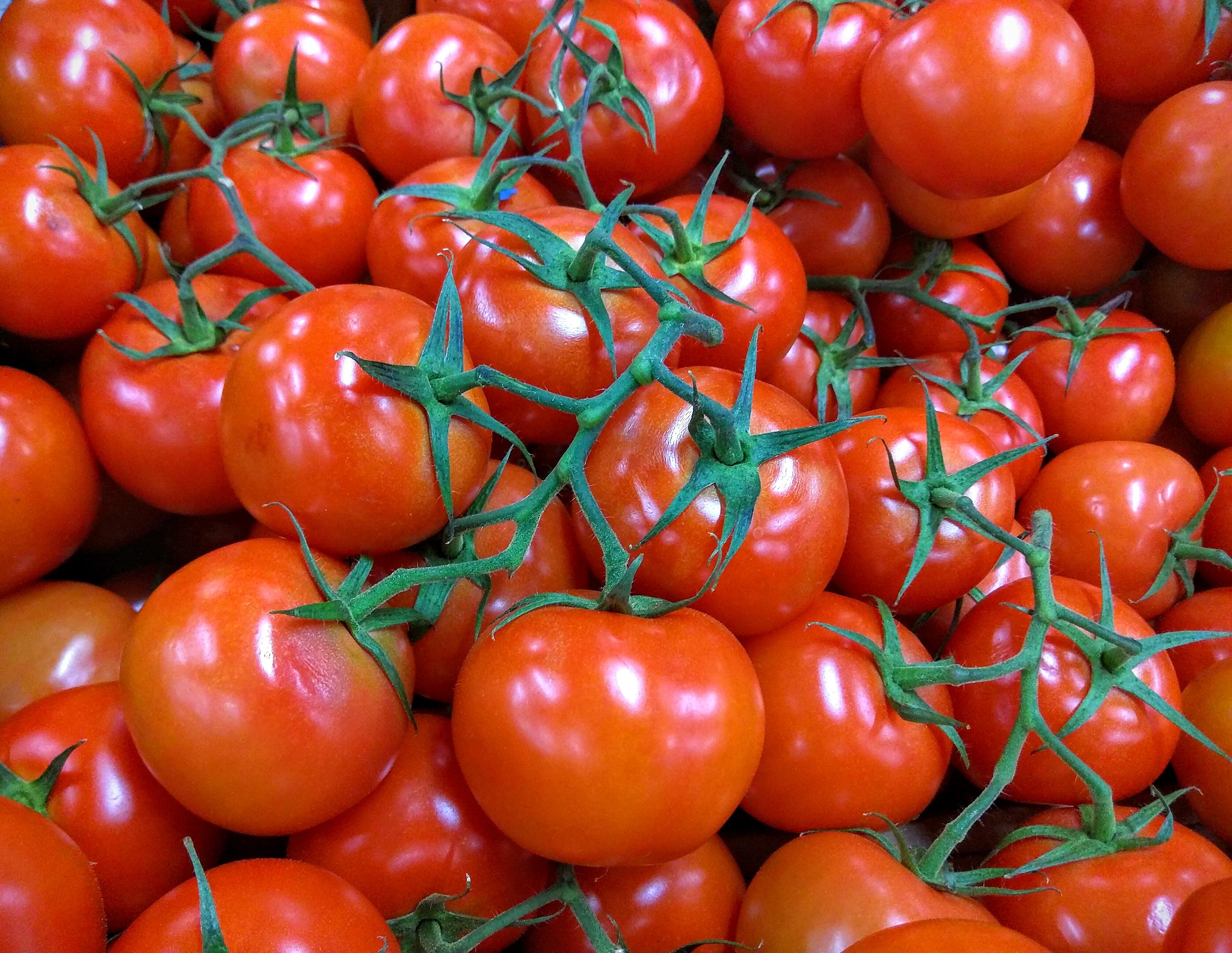 Gardening with the moon. Sow your tomatoes and collect the seeds