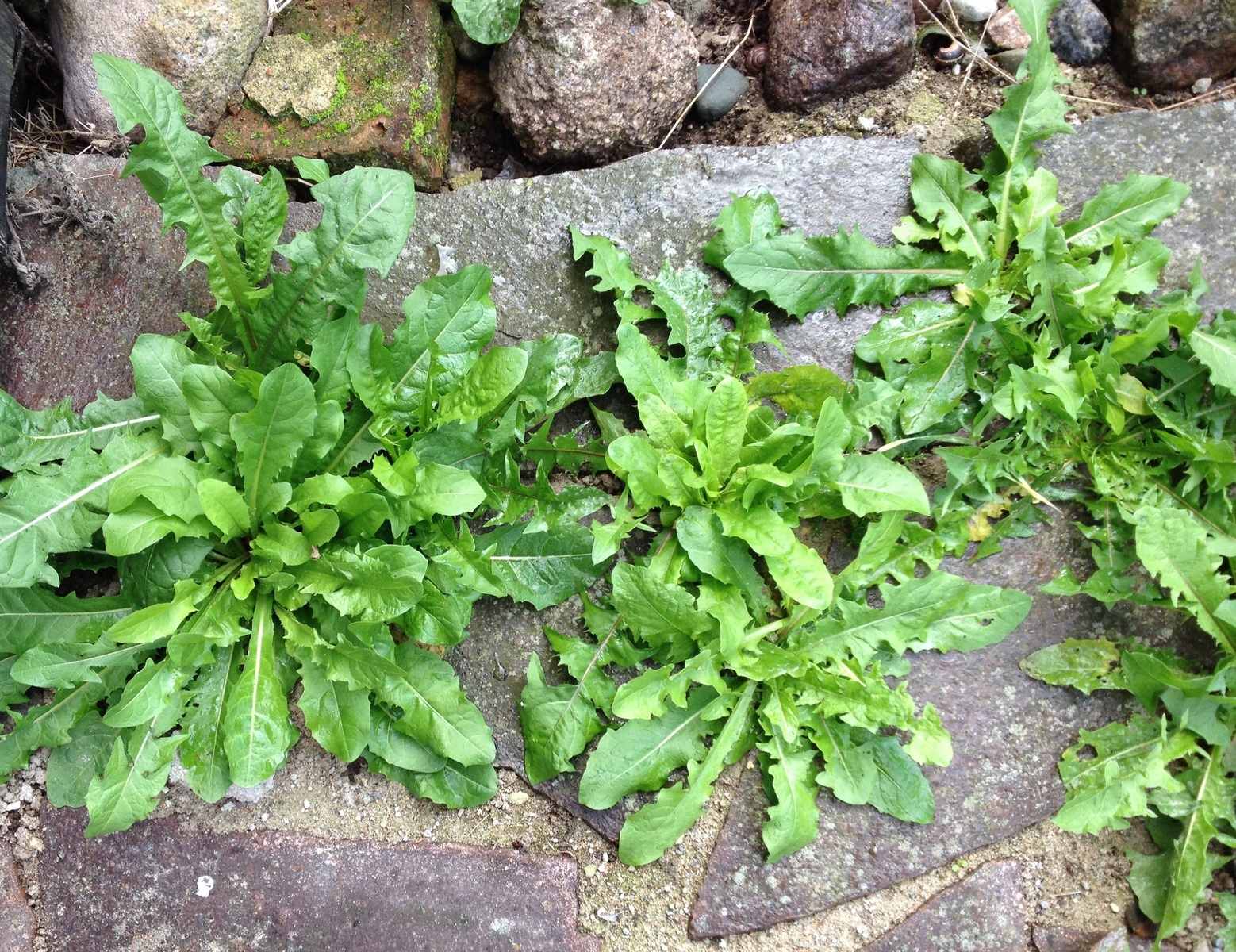 Too many weeds in the garden, what solutions?