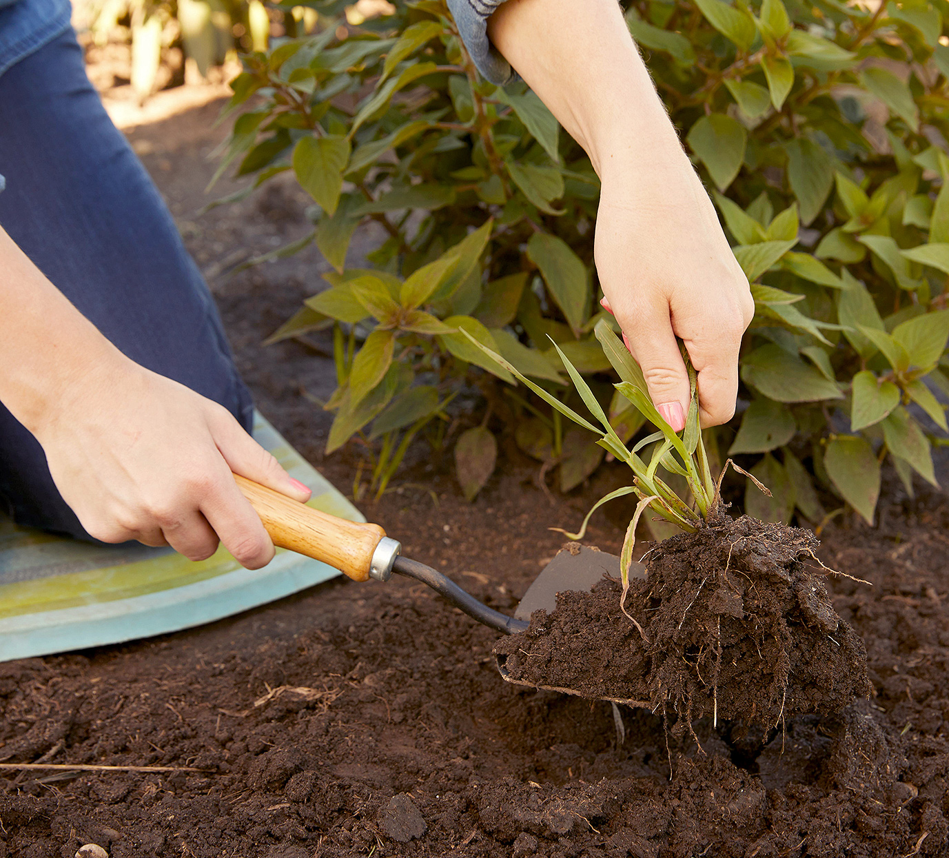How to recognize and eliminate 10 weeds in the garden