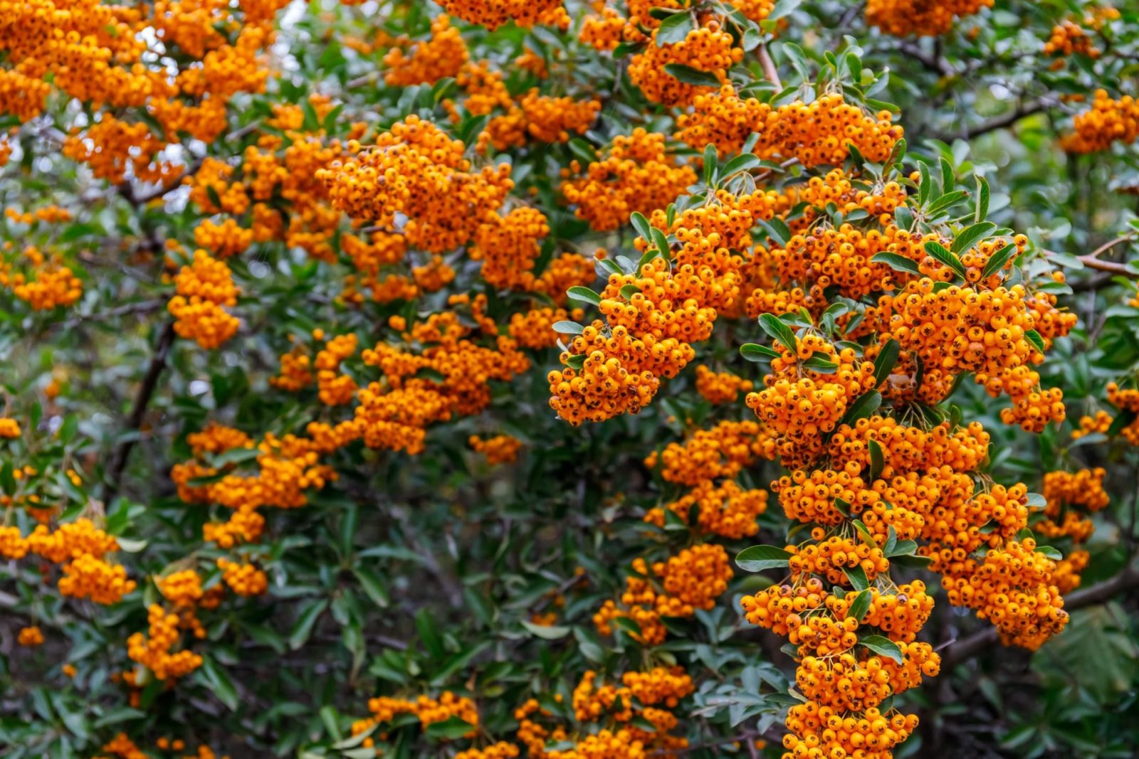 8 decorative berry bushes for birds