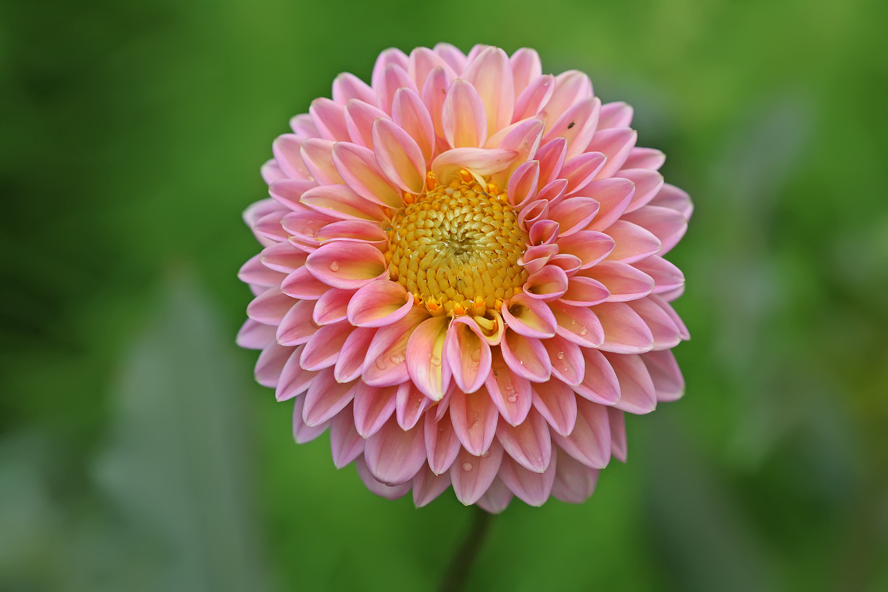 Always flowery compositions