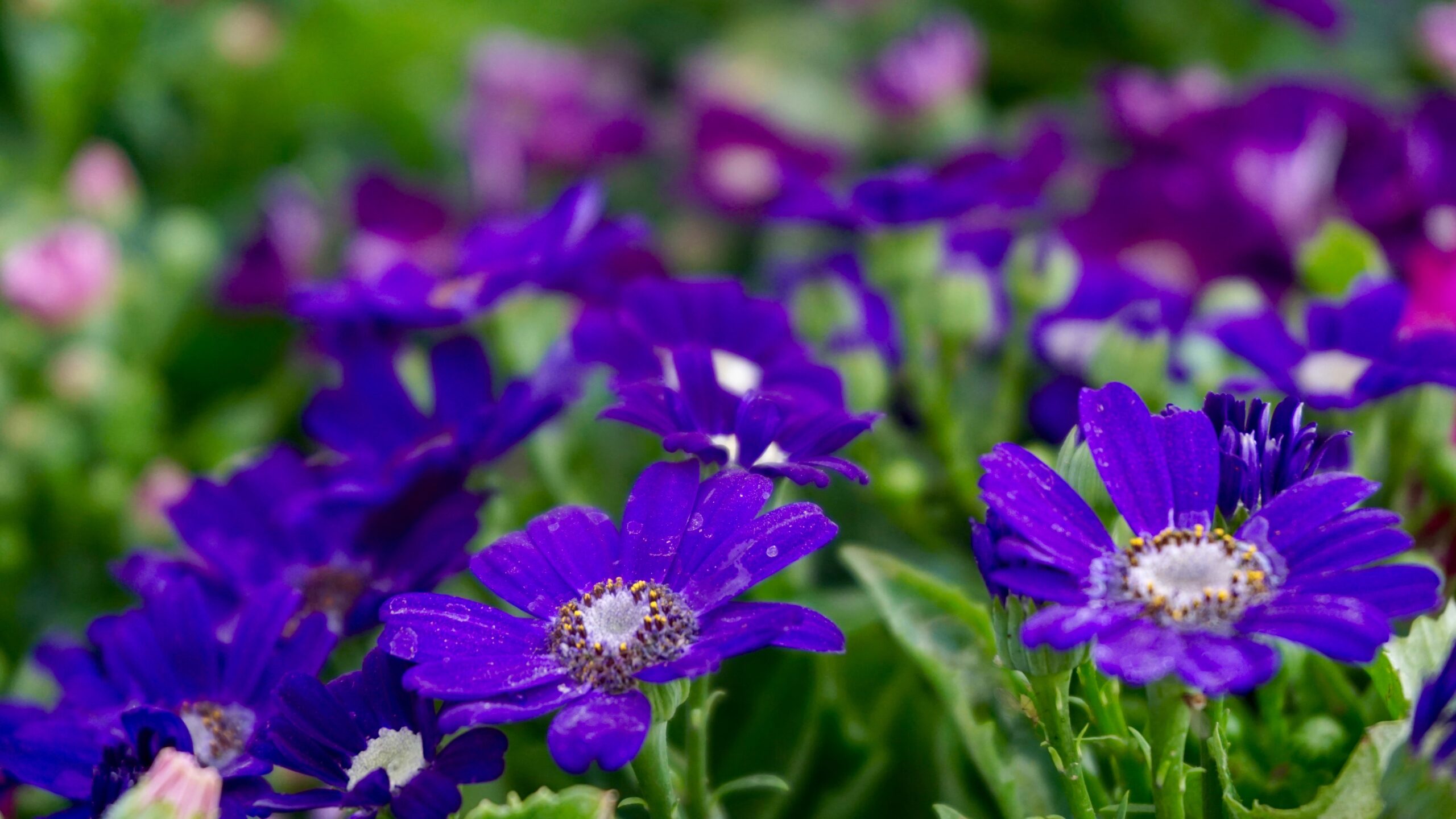 Planters: a pampering summer