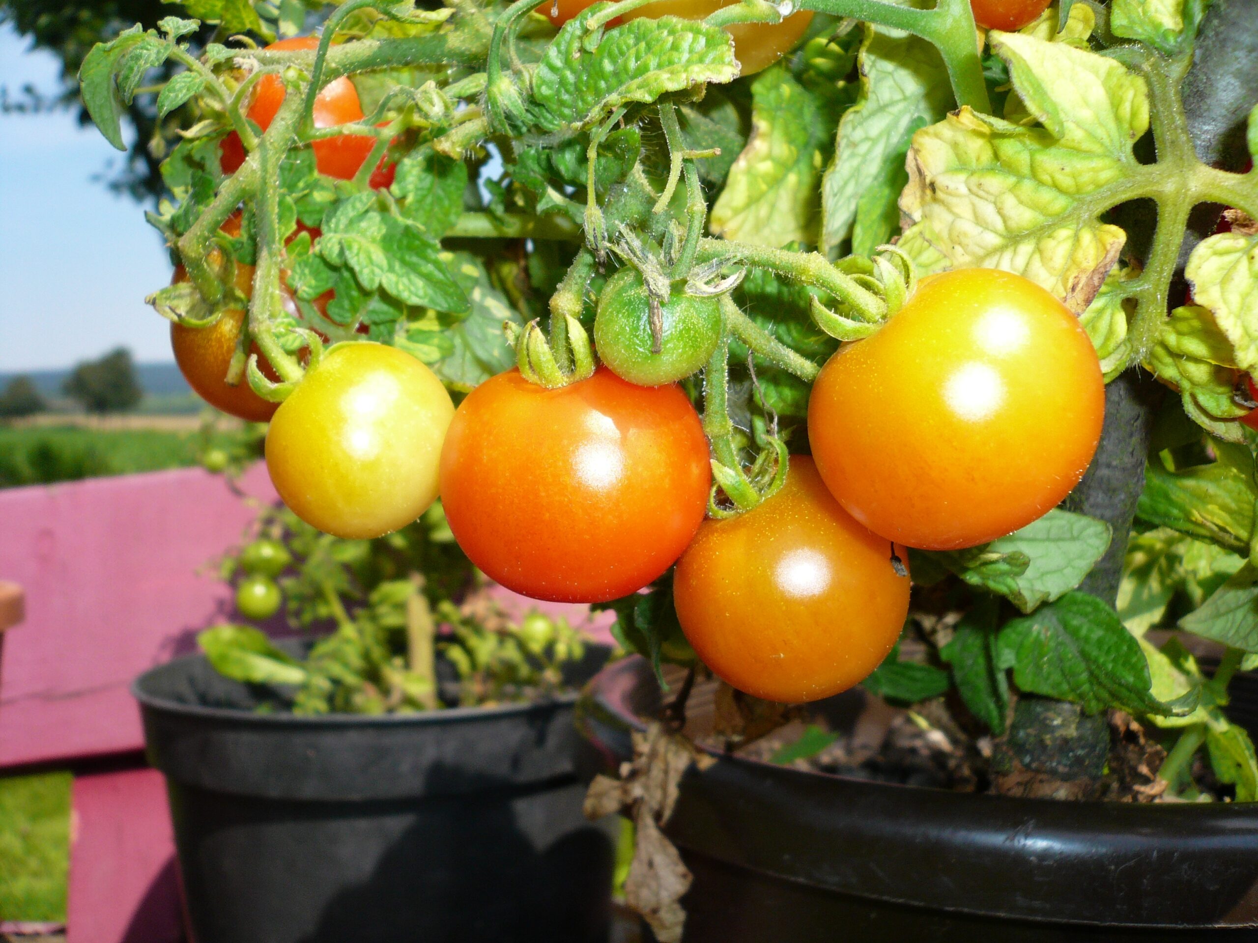 A vegetable garden on the balcony to stock up on vitamins