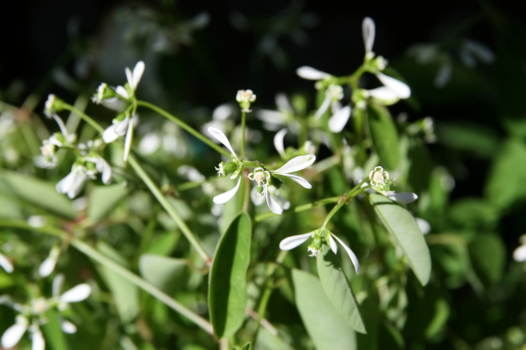 Watering: flowers to watch out for in summer