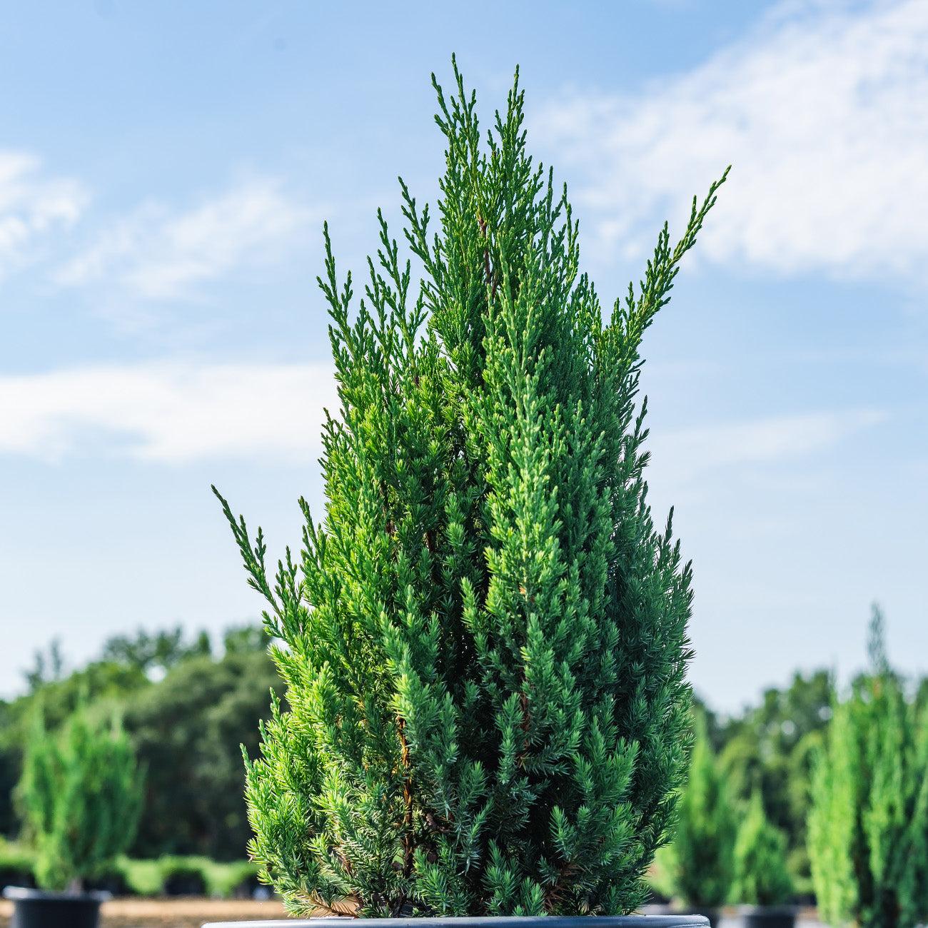 Chinese Juniper
