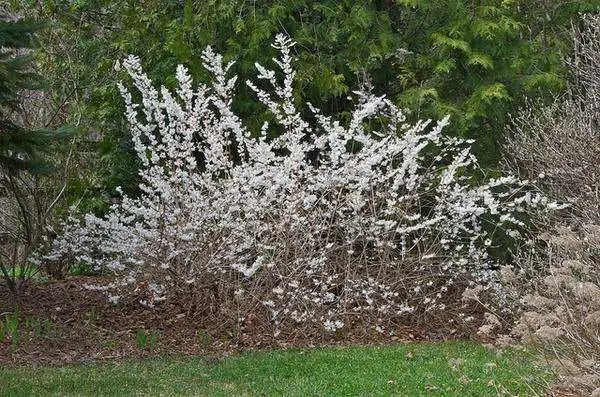 Foto de Abeliophyllum distichum (Abeliophyllum distichums)