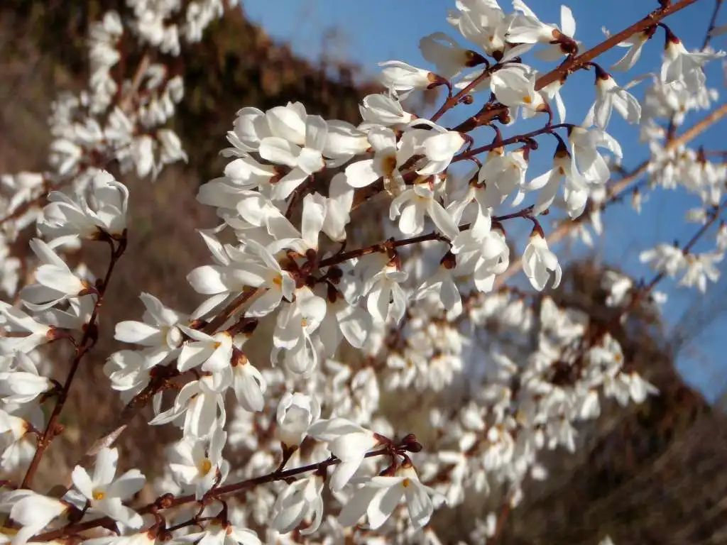 Foto de Abeliophyllum distichum (Abeliophyllum distichums)