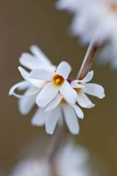 Foto de Abeliophyllum distichum - Flowers:Yoko Nekonomania