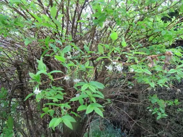 Foto de Abeliophyllum distichum - Leaves appear after flowering.:Leonora Enking