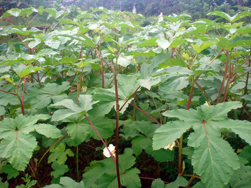 Foto de Abelmoschus esculentus (Abelmoschus esculentuss)