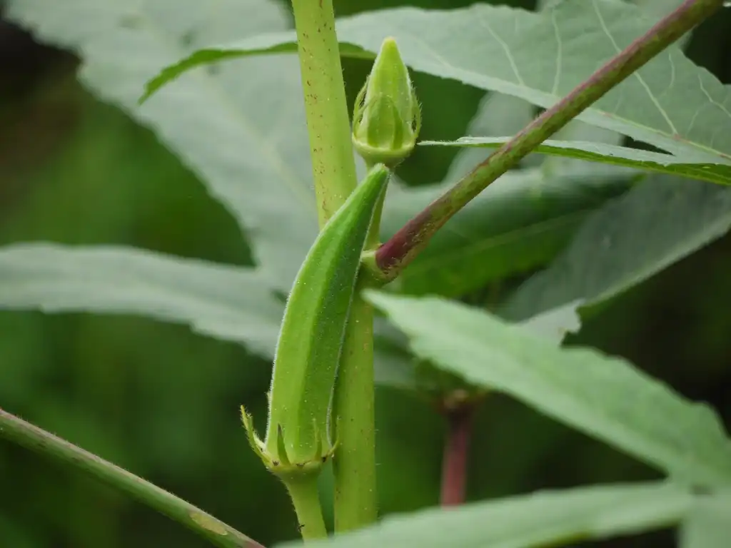 Foto de Abelmoschus esculentus (Abelmoschus esculentuss)