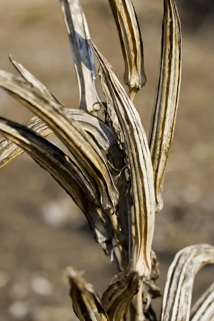 Foto de Abelmoschus esculentus - Dried pods:Woolywonderworks