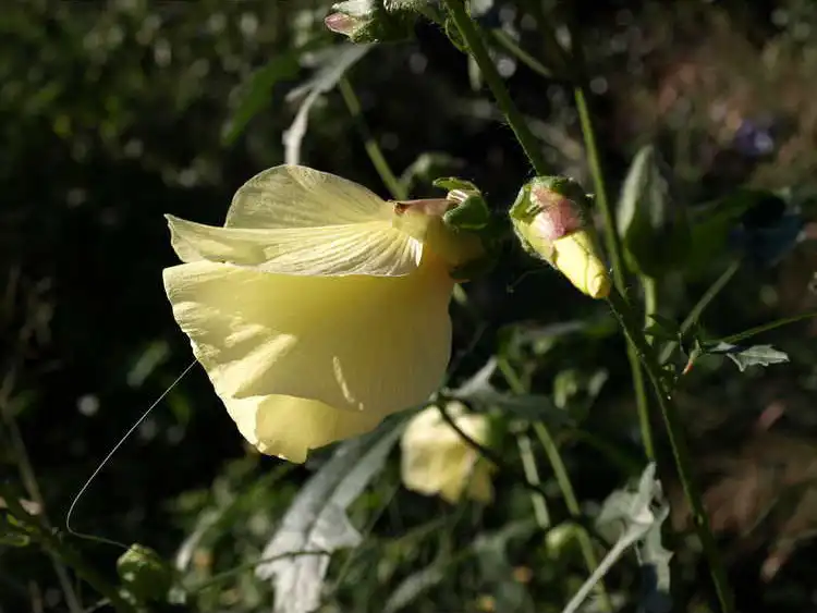 Photo of Abelmoschus manihot - Flower and flower bud.: