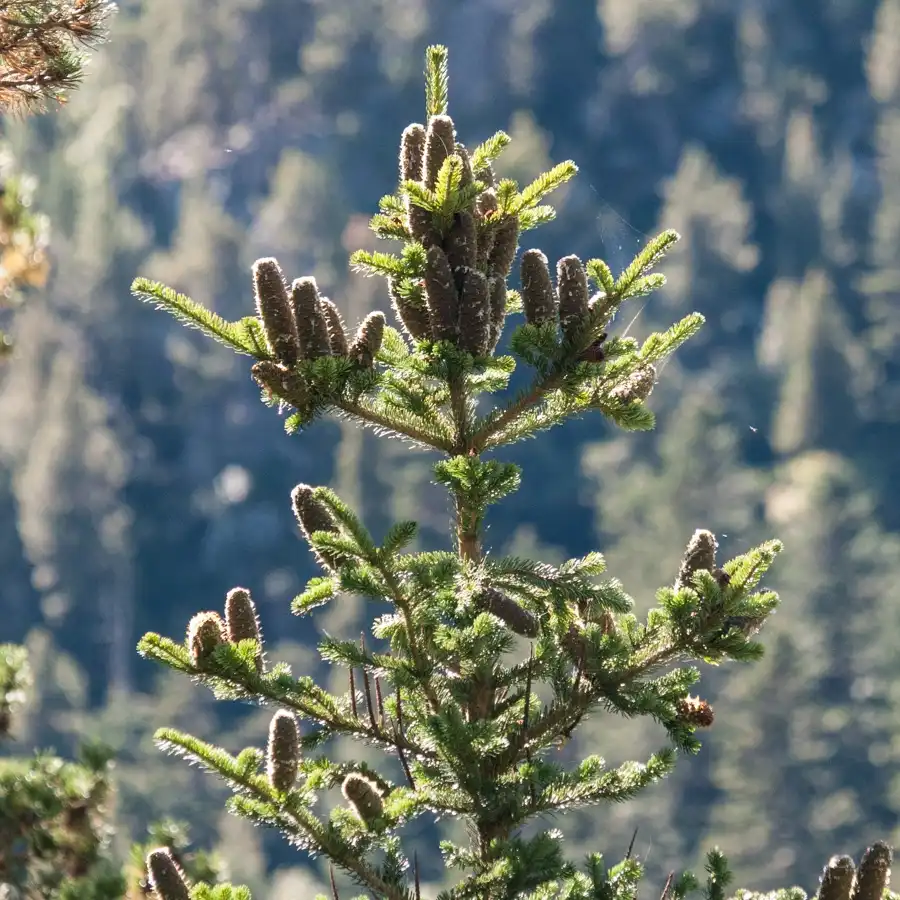 Foto de Abies alba (Abies albas)