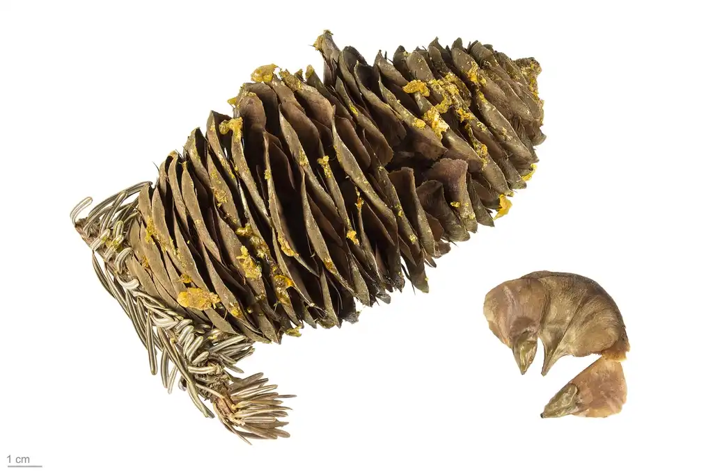Foto de Abies alba (Abies albas)