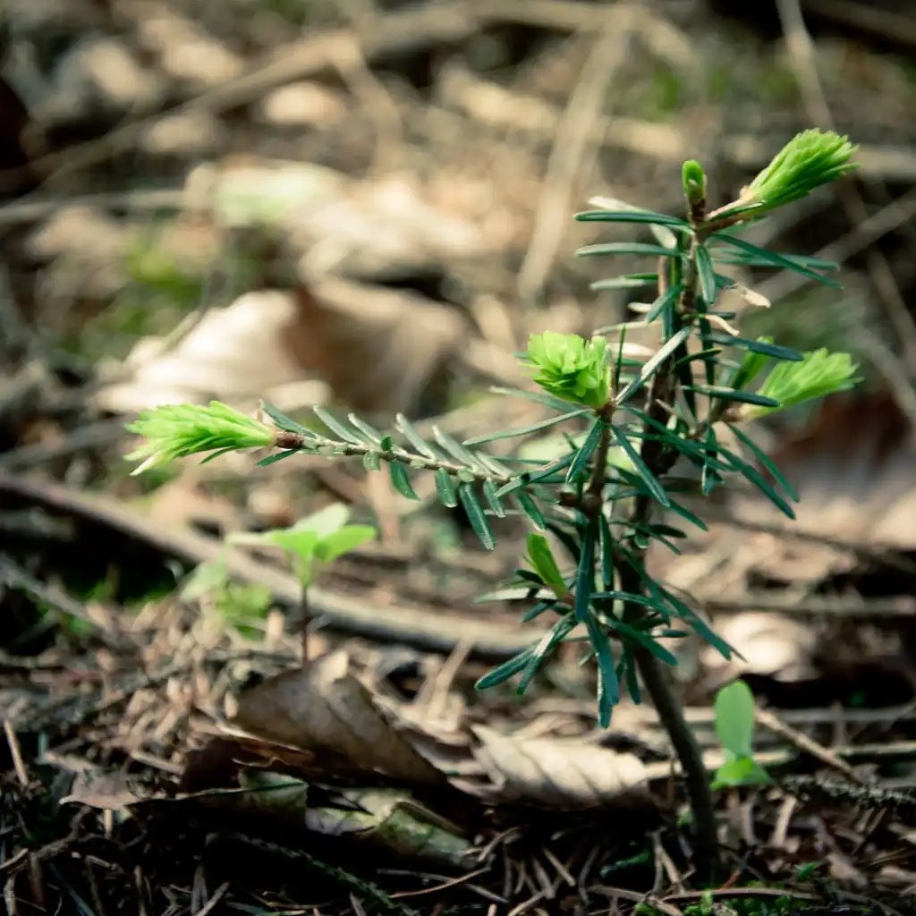 Foto de Abies alba - Abies alba Sapling:Miłaczewski